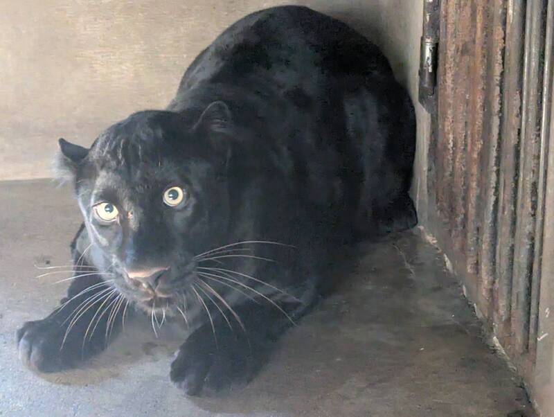 希少種クロヒョウが、宇都宮動物園の新たな仲間になりました | 宇都宮