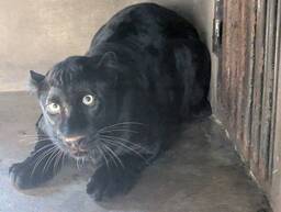 希少種クロヒョウが、宇都宮動物園の新たな仲間になりました