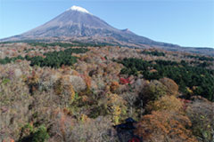 富士山「まなびの森」 環境省「自然共生サイト」に認定 ～住友林業で2か所目・自然林再生活動を評価～