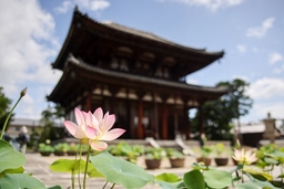 【奈良市観光協会】蓮が咲き誇るお寺巡り「奈良・西ノ京ロータスロード」を6月12日から開催