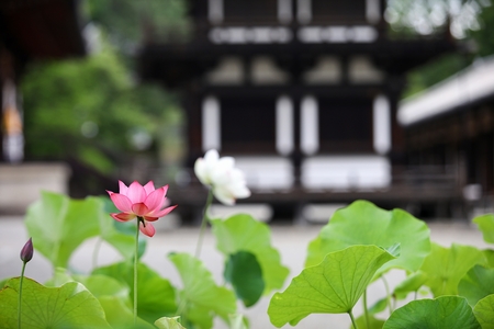 【奈良市観光協会】蓮が咲き誇るお寺巡り「奈良・西ノ京ロータスロード」を6月18日から開催