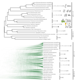 [東京農業大学(共同研究)] 全ゲノム情報から赤色酵母サイトエラ属(Saitoella)の系統分類学的位置が明らかに