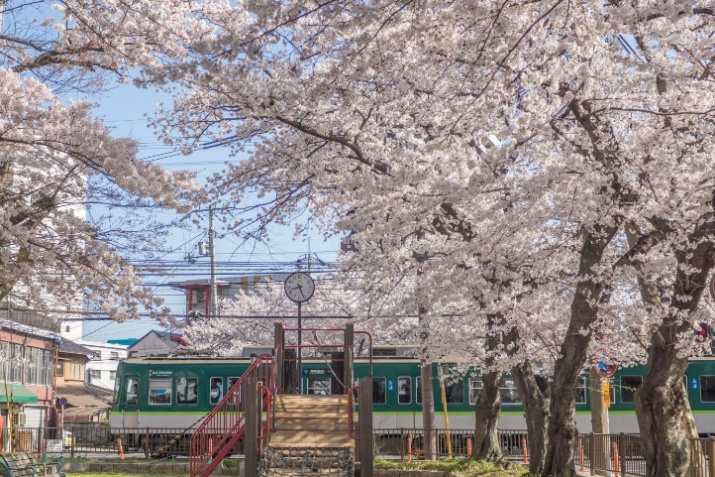 本当は秘密にしたい。地元担当者が語る桜絶景 | びわこ