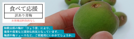 ひょう害の影響を受けた和歌山の青梅を応援！ ＪＡタウンで「和歌山の青梅　食べて応援企画」を実施