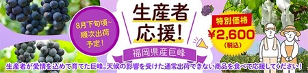 ぶどうを食べて生産者を応援！ＪＡタウン「博多うまかショップ」で規格外の「福岡県産巨峰」を販売！