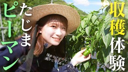 秋元真夏が兵庫県産の「たじまピーマン」を収穫体験！ ＪＡタウンで「食べて応援プロジェクト」を実施中