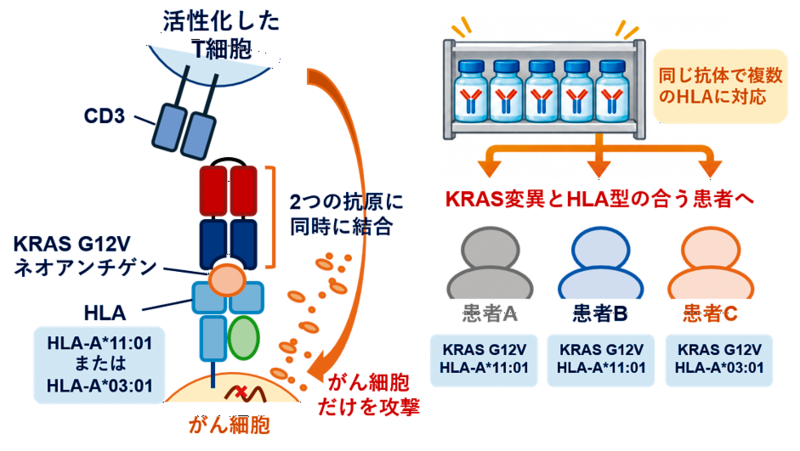 KRAS変異を標的とした二重特異性抗体を開発